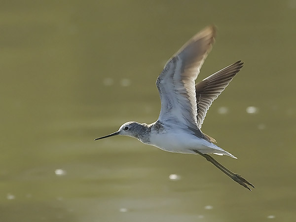 Lampiviklo, Marsh Sandpiper, Tringa stagnatilis